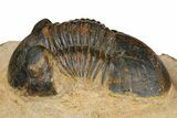 Paralejurus Trilobite - Lghaft, Morocco #181416-1